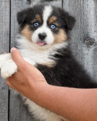 Cucciola pastore australiano