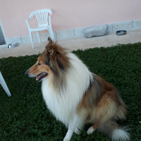 Pastore scozzese collie