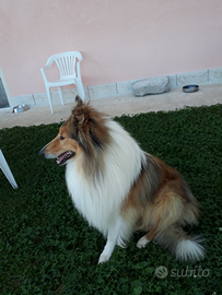 Pastore scozzese collie