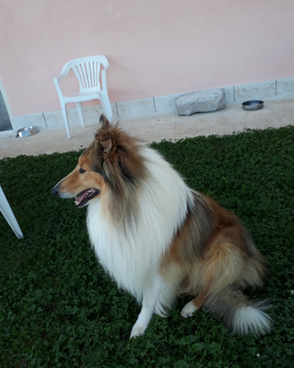 Pastore scozzese collie