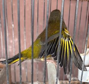 Verdone maschio 2025 bello verde e canterino