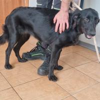 Jessica, Setter femmina in Canile