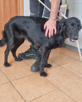 Jessica, Setter femmina in Canile