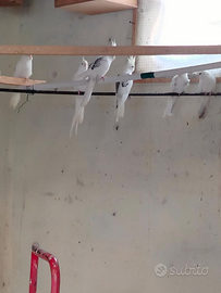 Calopsite coppie allevati a mano