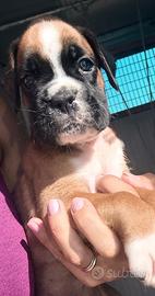 Cucciolo boxer