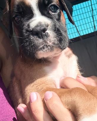 Cucciolo boxer
