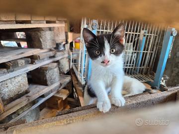 Gattino bianco e nero