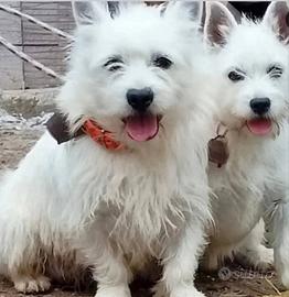 West highland White terrier
