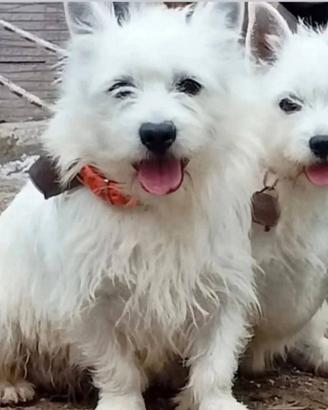 West highland White terrier
