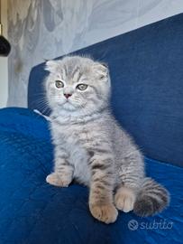 Scottish Fold Blue Tabby