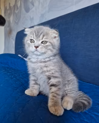 Scottish Fold Blue Tabby