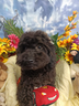 colori-diversi-piu-colori-particolari-maltipoo-piu
