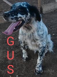 Gus, un setterino giovane e vivace