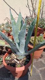 Vaso con pianta Agave Americana 44 cm circa