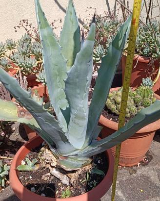 Vaso con pianta Agave Americana 44 cm circa