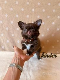 Chihuahua maschio a pelo lungo con pedigree enci