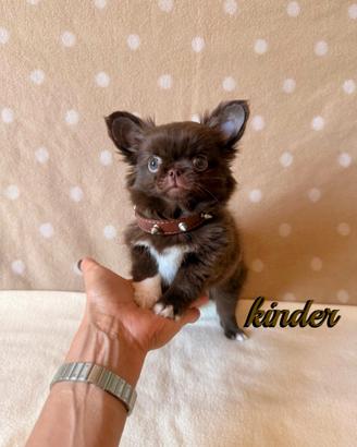 Chihuahua maschio a pelo lungo con pedigree enci