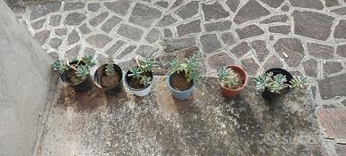 piante grasse