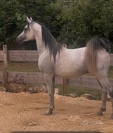 Cavallo arabo pronto doma