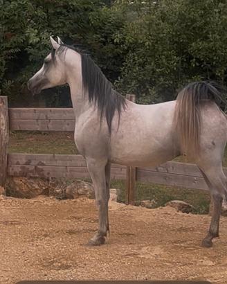 Cavallo arabo pronto doma