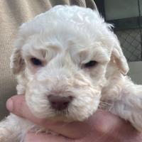 Lagotto romagnolo con pedigree