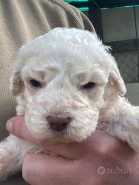 Lagotto romagnolo con pedigree