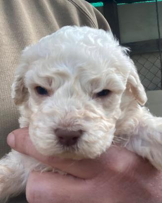 Lagotto romagnolo con pedigree