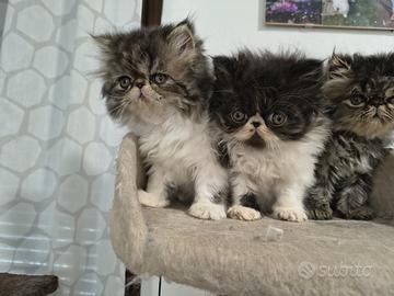 Cuccioli di gatto persiano