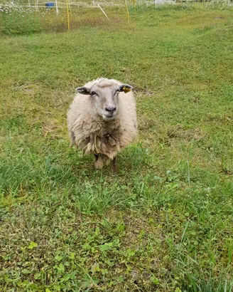 Animali