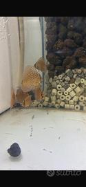 Discus standker