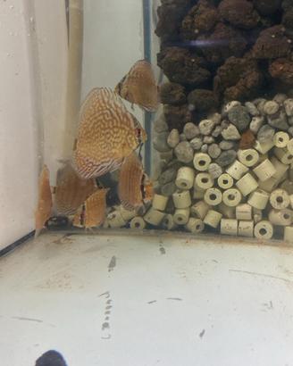 Discus standker
