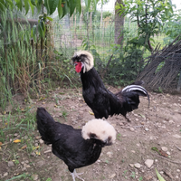 Galline Olandesi e Ciuffate