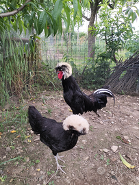Galline Olandesi e Ciuffate