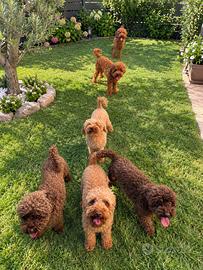 Barboncini toy pedigree enci