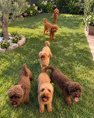 Barboncini toy pedigree enci