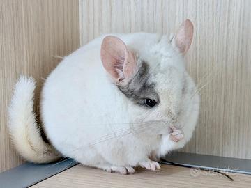 Cincillà Pink Dot White