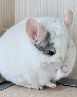 Cincillà Pink Dot White