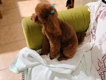 Cucciolo femmina barboncino Toy