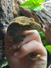 Gechi ciliatus con terrario