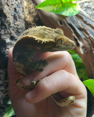 Gechi ciliatus con terrario