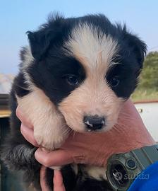 Border Collie