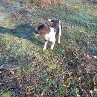 Springher spaniel da tartufo femmina