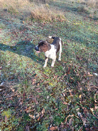 Springher spaniel da tartufo femmina