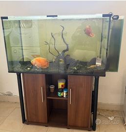 acquario completo astronotus ancistrus