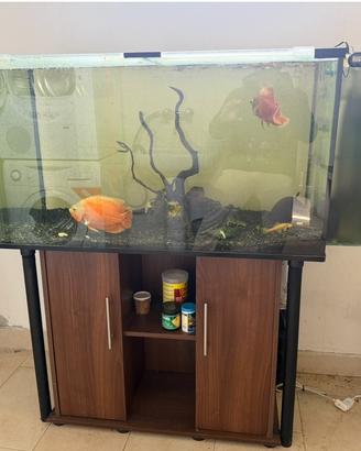 acquario completo astronotus ancistrus