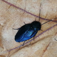 Blatta blu zaffiro