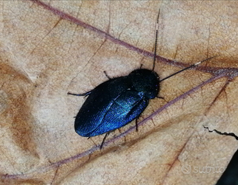 Blatta blu zaffiro