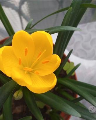 10 bulbi fiori autunnali