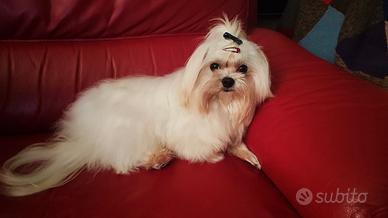 Maltese Coreano con Pedigree per Monta