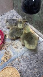 Piccoli di oca